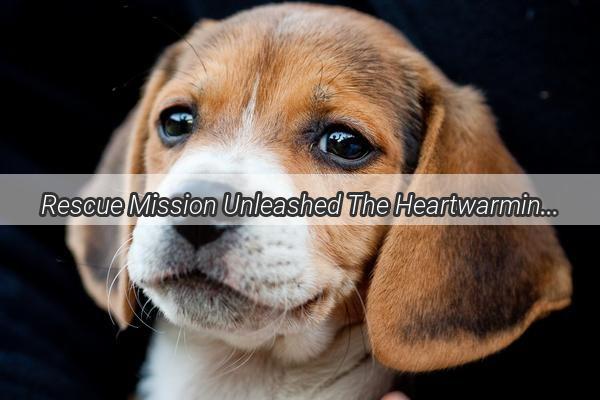 Rescue Mission Unleashed The Heartwarming Episode Where the Whole Gang Went to Save the Dogs